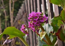 plant with purple inflorescences near the fence
