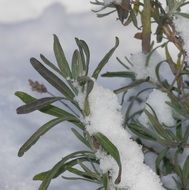 Lavender, plant in Snow