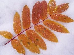 ice on autumn rowan leaves