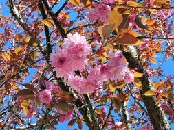 wonderful blooming of japanese cherry