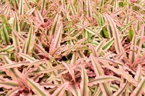 closeup view of green and pink foliage of dracaena