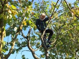 boy climbed a garden tree