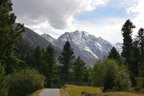 road among trees in picturesque mountains