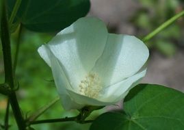 closeup of a cotton flower on a blurred background
