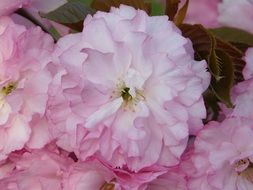 pink garden flowers on a blurred background