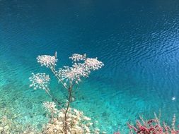 Landscape of ocean in Jiuzhaigou