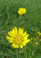 yellow spring flower on a green meadow