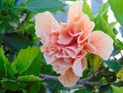 Spain Nature flower