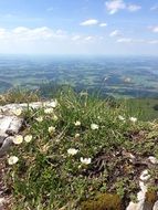 white flowers on top of a mountain in Austria