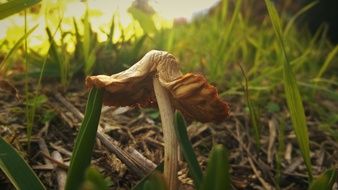 Mushroom Wild