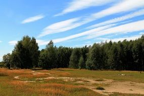 the field at pine forest