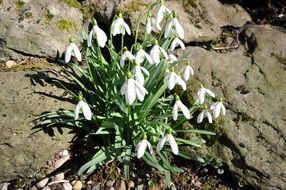 bunch of white snowdrops blooming among stones at Early Spring