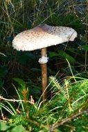 closeup photo of Giant Schirmling Mushroom
