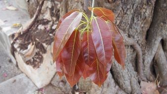 fascinating Nature Plant