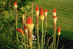 Plant Red Hot Pokers Summer