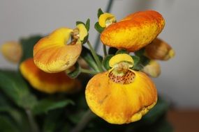 yellow flowers as a orchids close-up on blurred background