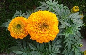 spherical yellow marigold flowers closeup