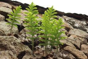 fern on a stone wall