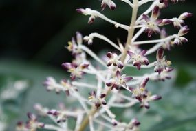 white and violet filigree flower