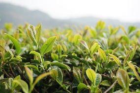 most beautiful Tea plant
