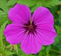 cute pink flowers in the garden