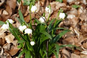 white spring flowers among dry foliage close up