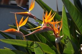 flowers with sharp petals