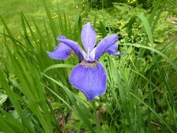 blue iris in green grass