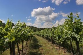 Vineyard Clouds