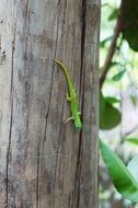 green lizard in the tree trunk