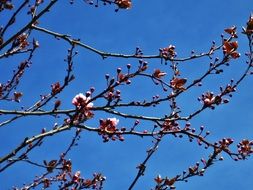 branches of blooming wild cherries against a bright blue sky