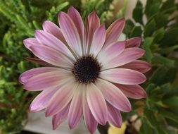 perfect beauty Petals Bianca
