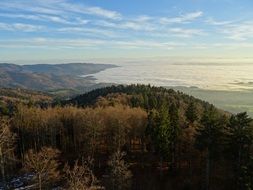 panorama of alpine forest on a sunny day