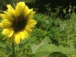 Blooming sunflower in the green garden