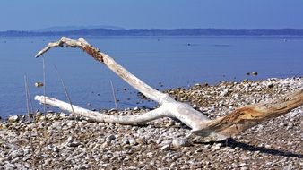 weathered drift wood on the chiemsee beach