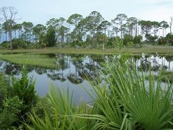 Florida Swamp Plant