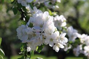 pleasant Summer Flowers
