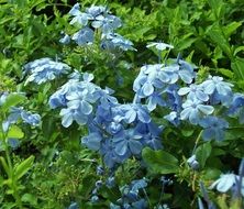 bluish flowers among green thickets in a garden in Ireland