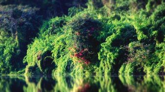 green plants are reflected in the lake