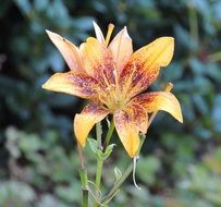 spotted orange lily in the garden