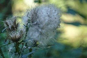 Flying Thistle Seeds Close up