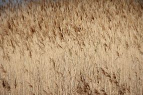 thickets of reeds on the lake