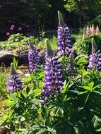 colorful lupins in the garden on a sunny day