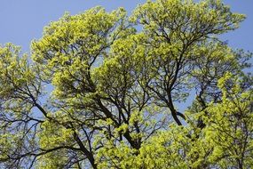 Tree Tops Oak