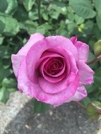 pink rose in sunny glare closeup