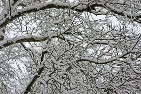 branches in deep snow close-up