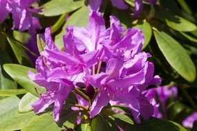 rhododendron flowers in summer