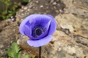 pansy Purple Flower