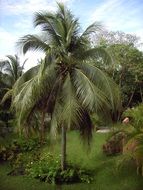 Tropical palms on holiday