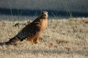 close-up photo of red-tailed hawk on dry grass